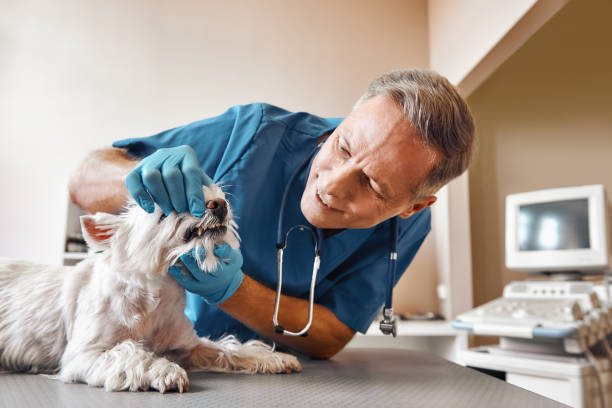 Professional Emergency Dental Service in NM